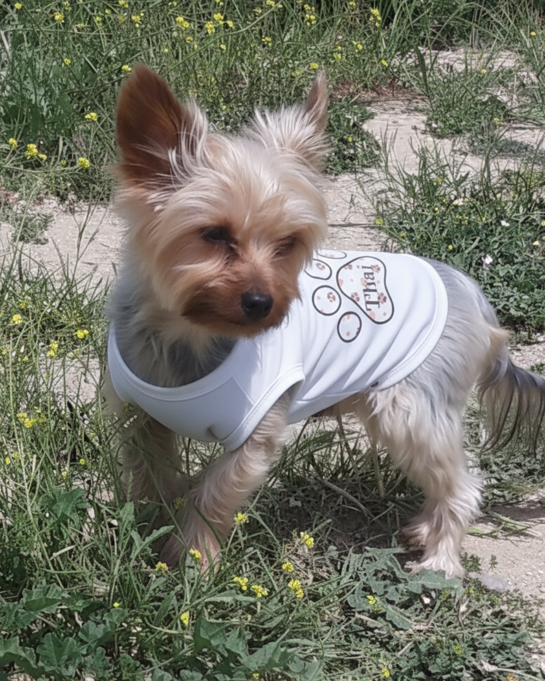 Traje para perro
